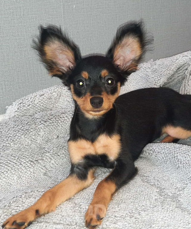 Собаки в Новосибирске: Девочка Урсулина Девочка, 69 000 руб. - фото 3