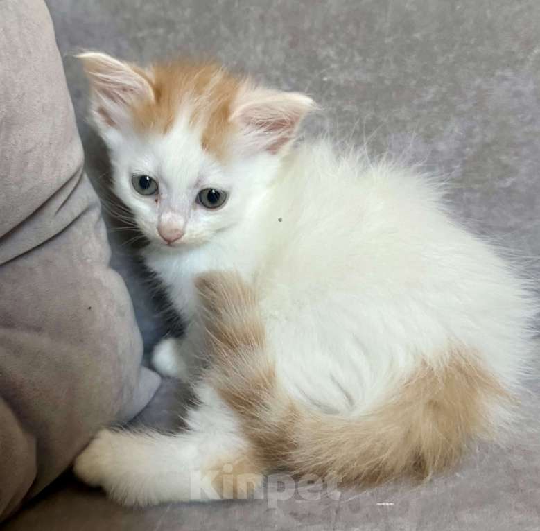 Кошки в Анапе: Продаю котика породы Турецкий Ван Девочка, 10 000 руб. - фото 3