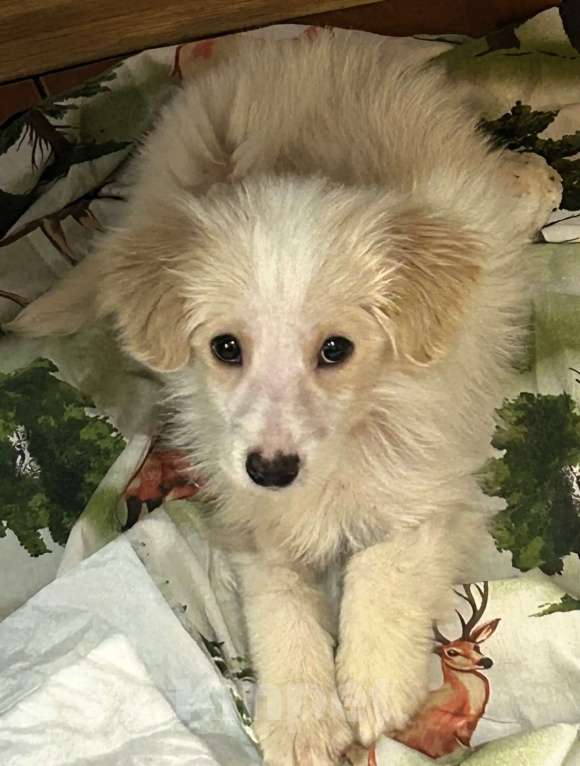 Собаки в Москве: Щенок в добрые руки! Мальчик, Бесплатно - фото 3