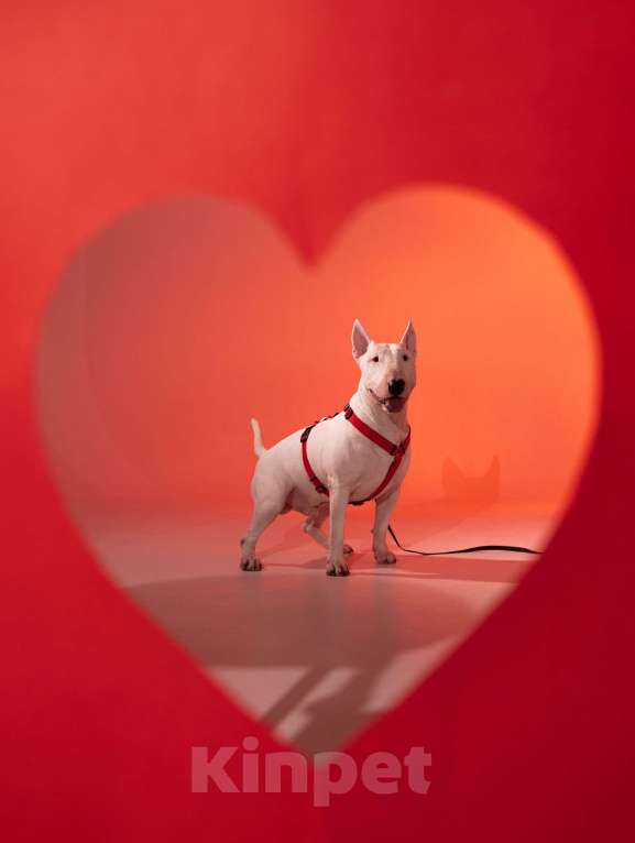 Собаки в Краснодаре: Предлагается кобель для вязки Мальчик, Бесплатно - фото 3