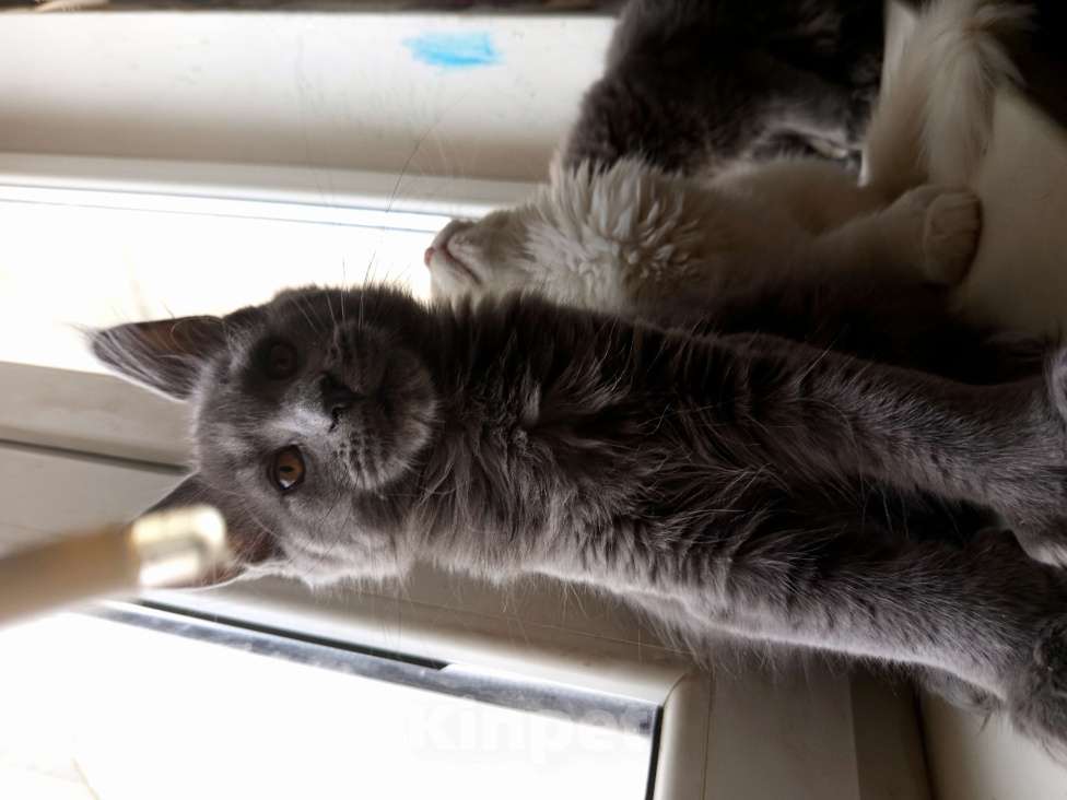 Кошки в других городах Ленинградской области: Котята Менйн Кун polidakt Мальчик, 30 000 руб. - фото 5