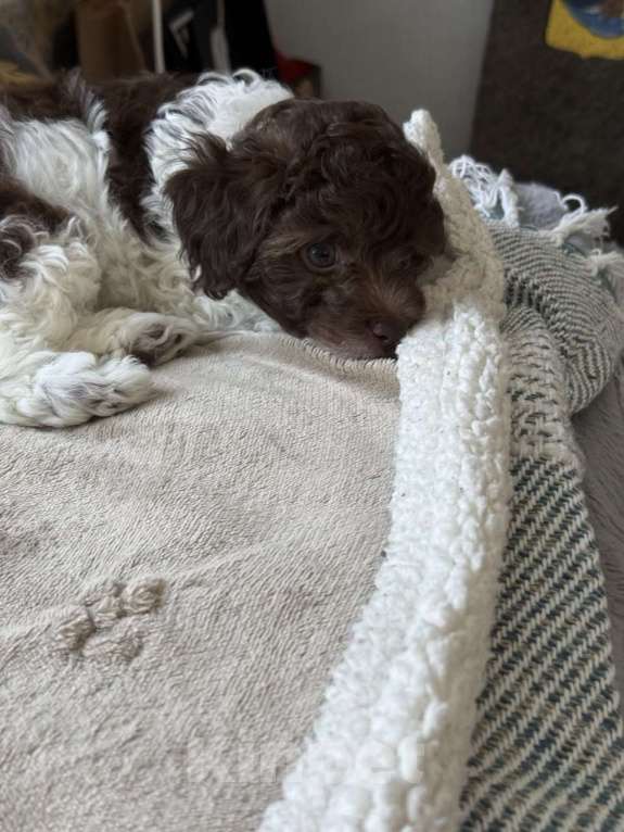 Собаки в Москве: Той-пудель, щенок Мальчик, 70 000 руб. - фото 3