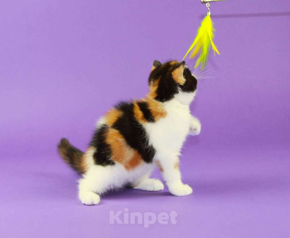 Кошки в Нижнем Новгороде: Красивая черепаховая кошечка экзот Девочка, 70 000 руб. - фото 7