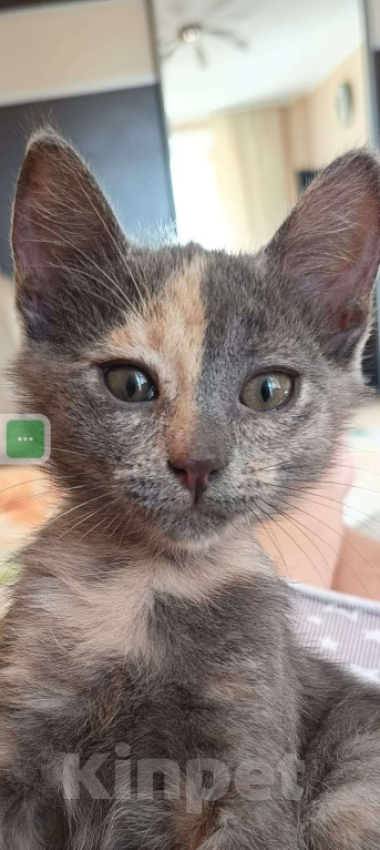 Кошки в других городах Московской области: Малышка Ника в добрые руки Девочка, Бесплатно - фото 4