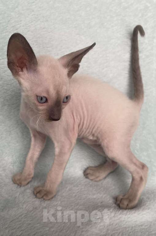 Кошки в Балашихе: Котик шоколадный пойнтовый из московского питомника  Мальчик, 70 000 руб. - фото 2