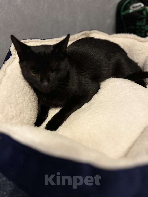 Кошки в Москве: Кошечка Девочка, Бесплатно - фото 9