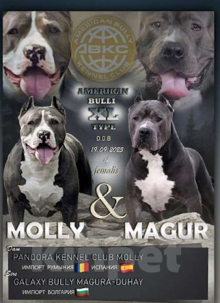 Собаки в Мурманске: Американский булли Девочка, 150 000 руб. - фото 4