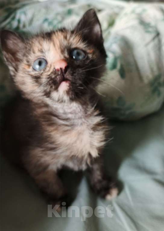 Кошки в Стерлитамаке: Котята в добрые руки Девочка, Бесплатно - фото 2