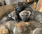 Собаки в Екатеринбурге: Отдам щенков в добрые руки.   Девочка, 1 руб. - фото 1