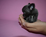 Собаки в Москве: Teacup chihuahua Девочка, 100 000 руб. - фото 3