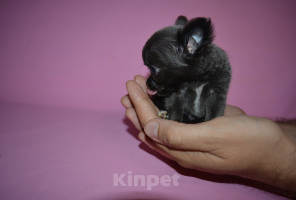 Собаки в Москве: Teacup chihuahua Девочка, 100 000 руб. - фото 3