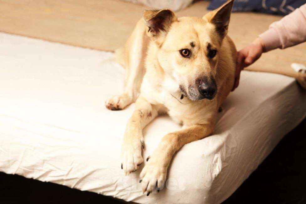 Собаки в Москве: Гайка Девочка, Бесплатно - фото 6