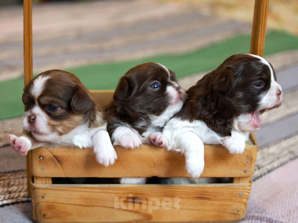 Собаки в Ростове-на-Дону: Шоколадное и рыжее счастье  Мальчик, 35 000 руб. - фото 1