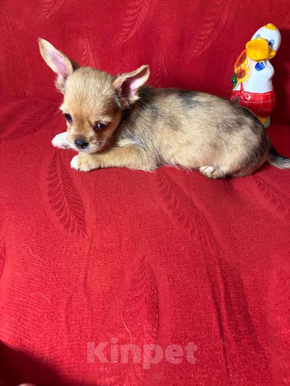 Собаки в Москве: Чихуахуа-  Мальчик Мальчик, 15 000 руб. - фото 2