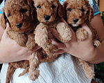 Собаки в Кольчугино: Малый пудель щенки, 41 000 руб. - фото 1