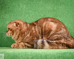 Кошки в Москве: в добрые руки золотой мраморный кот Мальчик, 2 000 руб. - фото 4