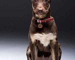 Собаки в Москве: Метис шоколадного лабрадора щенок Айза в дар Девочка, Бесплатно - фото 4