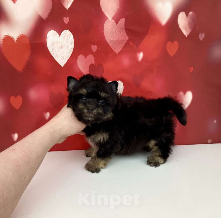 Собаки в Москве: Цветной йорк мальчик стандарт бэби фейс Мальчик, 50 000 руб. - фото 1