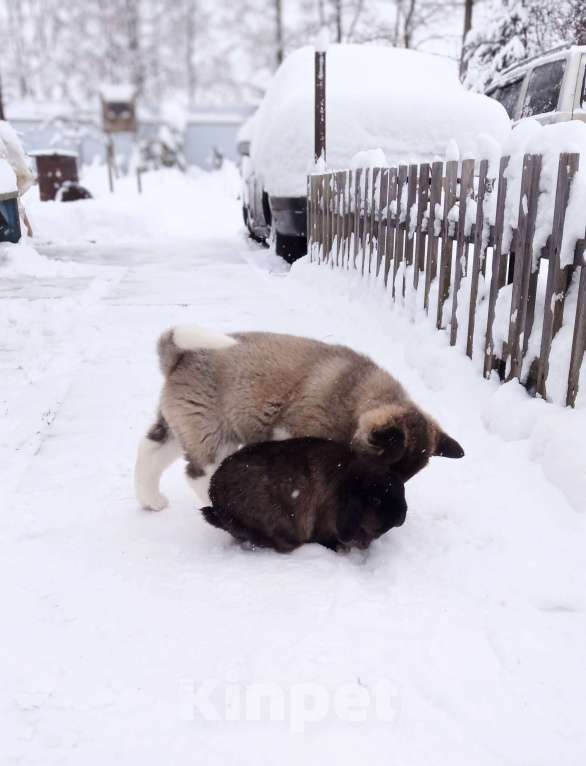 Собаки в других городах Ленинградской области: Американская акита, для семьи и выставок Девочка, 80 000 руб. - фото 3