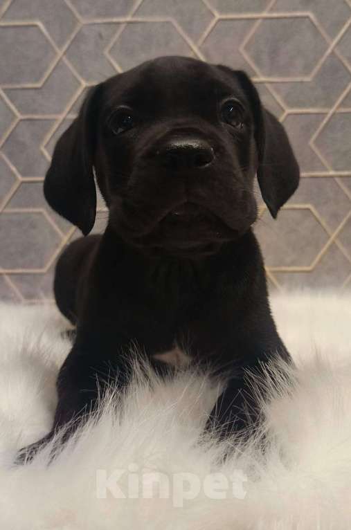 Собаки в Москве: Щенки кане корсо Девочка, 60 000 руб. - фото 3