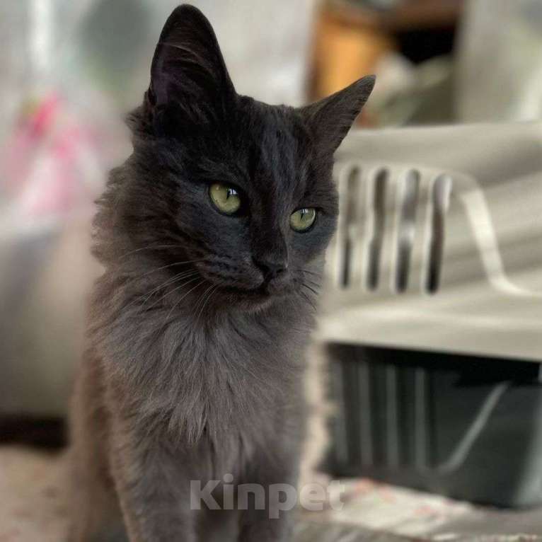 Кошки в Москве: Котенок нибелунг в добрые руки! Мальчик, Бесплатно - фото 4