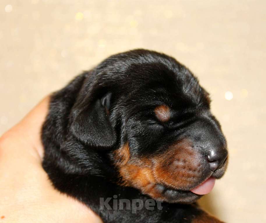 Собаки в Москве: Щенки добермана Разнополые, Бесплатно - фото 1