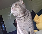 Кошки в Уфе: шотландская вислоухая кошка Девочка, Бесплатно - фото 2