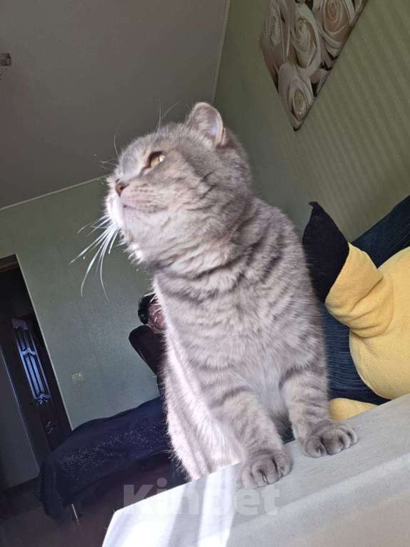 Кошки в Уфе: шотландская вислоухая кошка Девочка, Бесплатно - фото 2