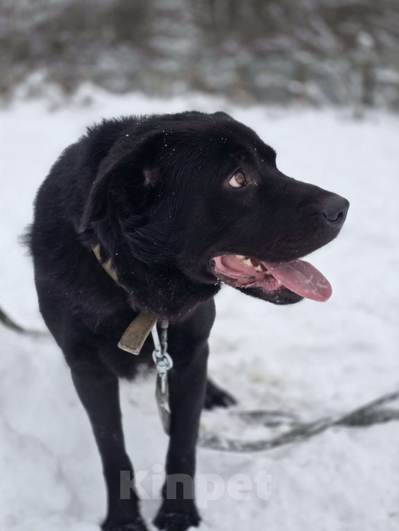 Собаки в Королеве: Обаятельный Чарли, метис лабрадора ищет дом Мальчик, Бесплатно - фото 4