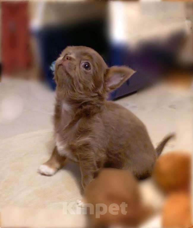 Собаки в Москве: Чихуахуа Мини Мальчик, 45 000 руб. - фото 4