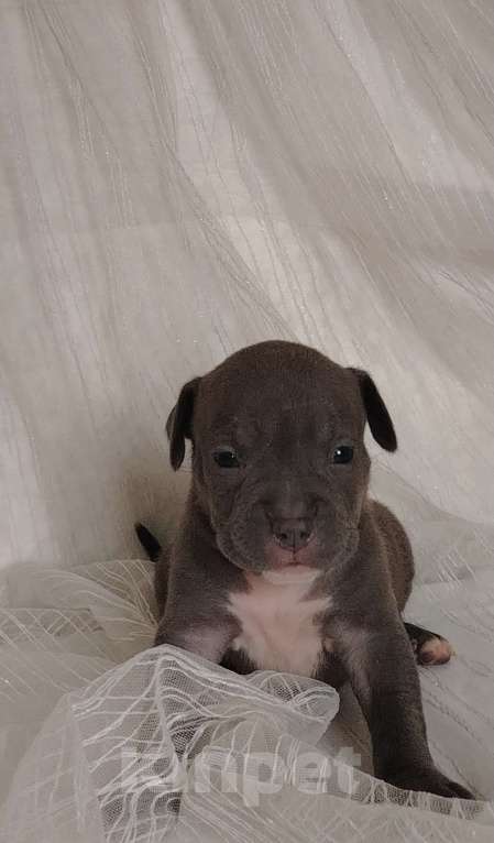 Собаки в Кинели: Американский булли Классик/ XL Мальчик, Бесплатно - фото 2