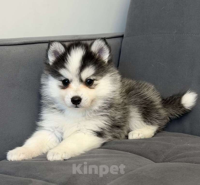 Собаки в Санкт-Петербурге: Девочка Помски Девочка, 60 000 руб. - фото 1