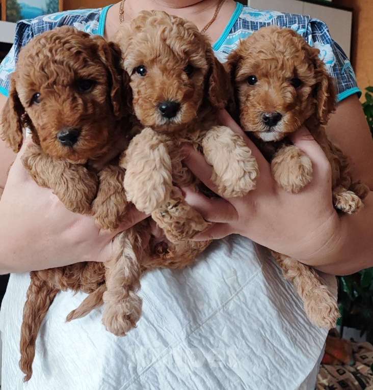Собаки в Кольчугино: Малый пудель щенки, 41 000 руб. - фото 1