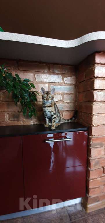 Кошки в Симферополе: Бенгальская девочка  Девочка, 60 000 руб. - фото 3