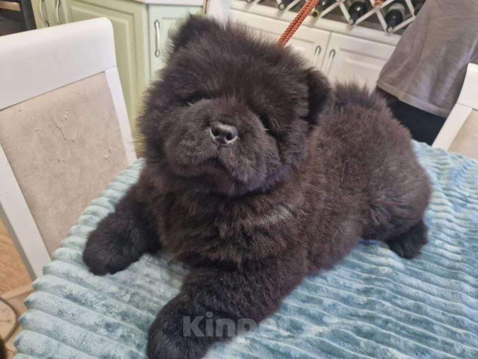 Собаки в Чебоксарах: Черный мальчик чау чау Мальчик, 50 000 руб. - фото 3