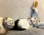 Кошки в Москве: Котенок Митя ищет дом Мальчик, Бесплатно - фото 4