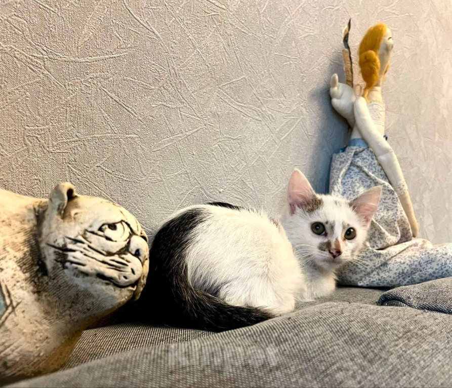 Кошки в Москве: Котенок Митя ищет дом Мальчик, Бесплатно - фото 4