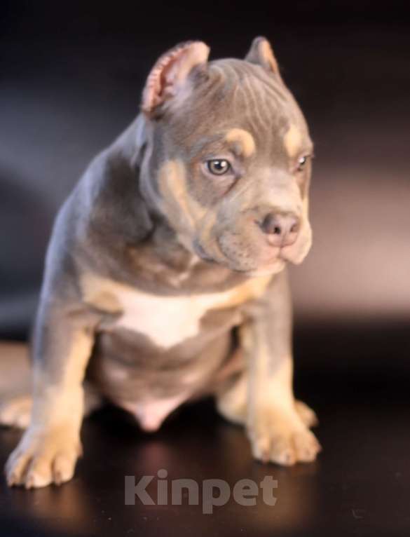 Собаки в Всеволожске: ММ ДАВИД КЬЯНТИ Мальчик, Бесплатно - фото 3