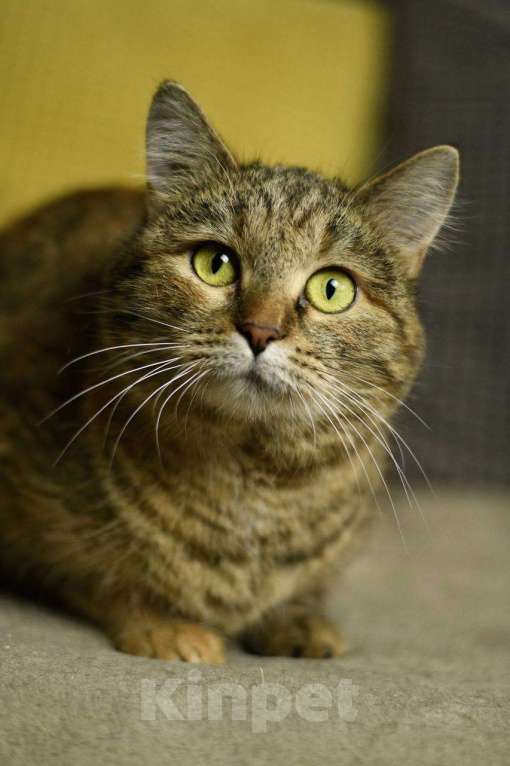 Кошки в Москве: кошка Анфиса в добрые руки Девочка, Бесплатно - фото 4