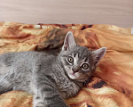 Кошки в Краснодаре: Котята в добрые руки Мальчик, Бесплатно - фото 9