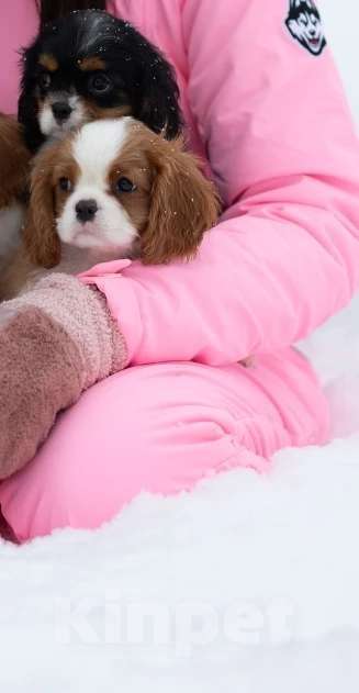 Собаки в Москве: Кавалер Кинг Чарльз спаниель мальчик  Мальчик, 110 000 руб. - фото 2