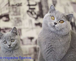 Кошки в Москве: Британский голубой котик, Gek TinArden*RU Мальчик, 30 000 руб. - фото 2