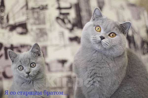 Кошки в Москве: Британский голубой котик, Gek TinArden*RU Мальчик, 30 000 руб. - фото 2