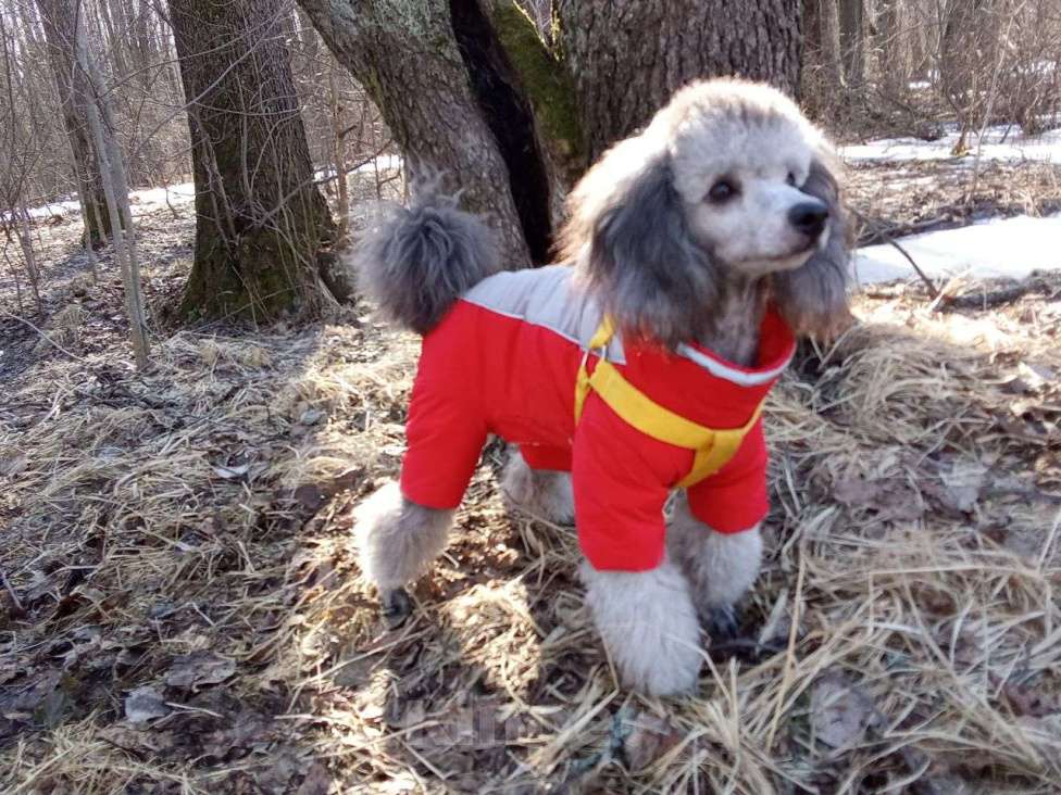 Собаки в Санкт-Петербурге: Пуделята, мальчики,цвет серебро Мальчик, 55 000 руб. - фото 3
