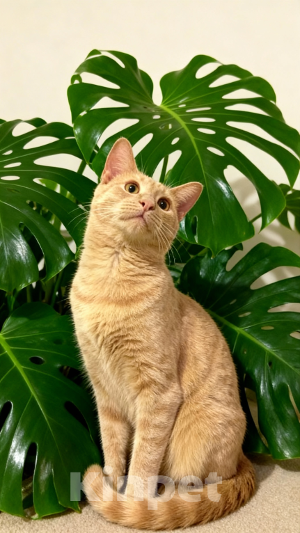 Кошки в Москве: Котенок мальчик в добрые руки  Мальчик, Бесплатно - фото 2