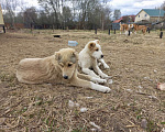 Собаки в Смоленске: Щенки САО (алабай) Девочка, 30 000 руб. - фото 5