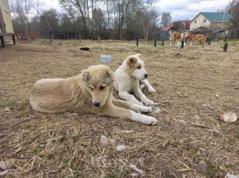 Собаки в Смоленске: Щенки САО (алабай) Девочка, 30 000 руб. - фото 5