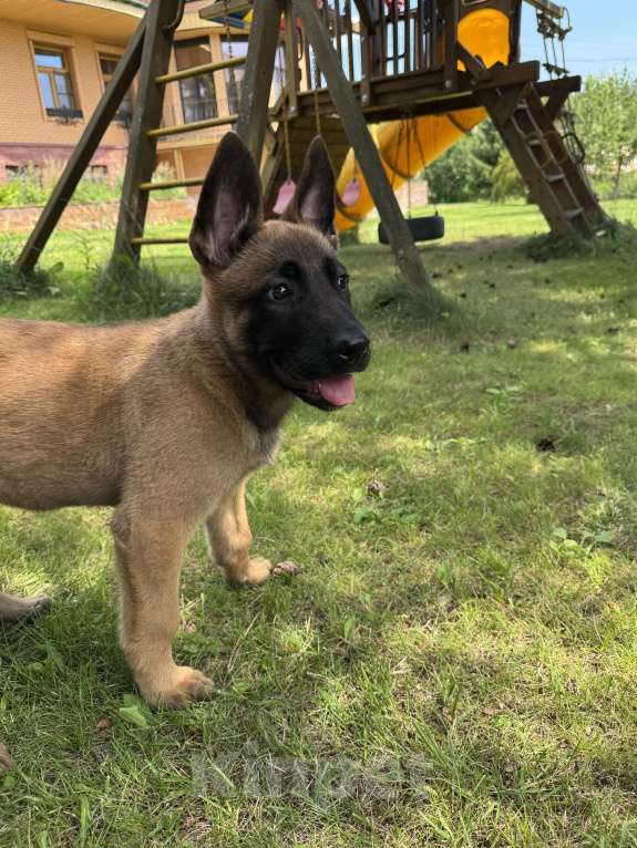 Собаки в Москве: Джесс Девочка, 25 000 руб. - фото 4