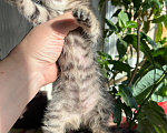 Кошки в Екатеринбурге: Котенок девочка Девочка, 1 800 руб. - фото 3