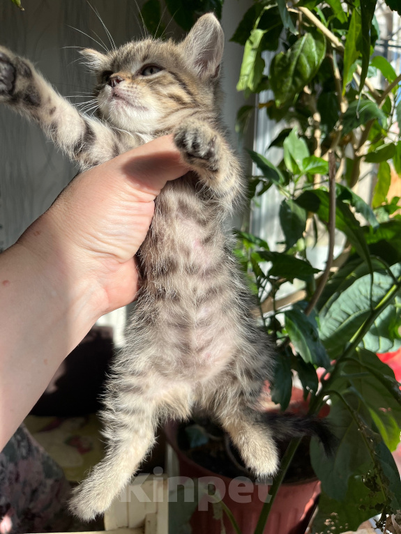 Кошки в Екатеринбурге: Котенок девочка Девочка, 1 800 руб. - фото 3